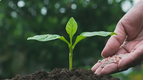 Hands holding a seedling above soil