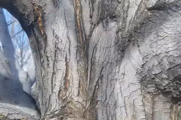 Close-up of a tree with codominant stems showing included bark