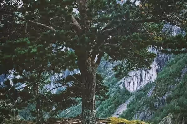 Exposed tree roots showing the wide, shallow root system