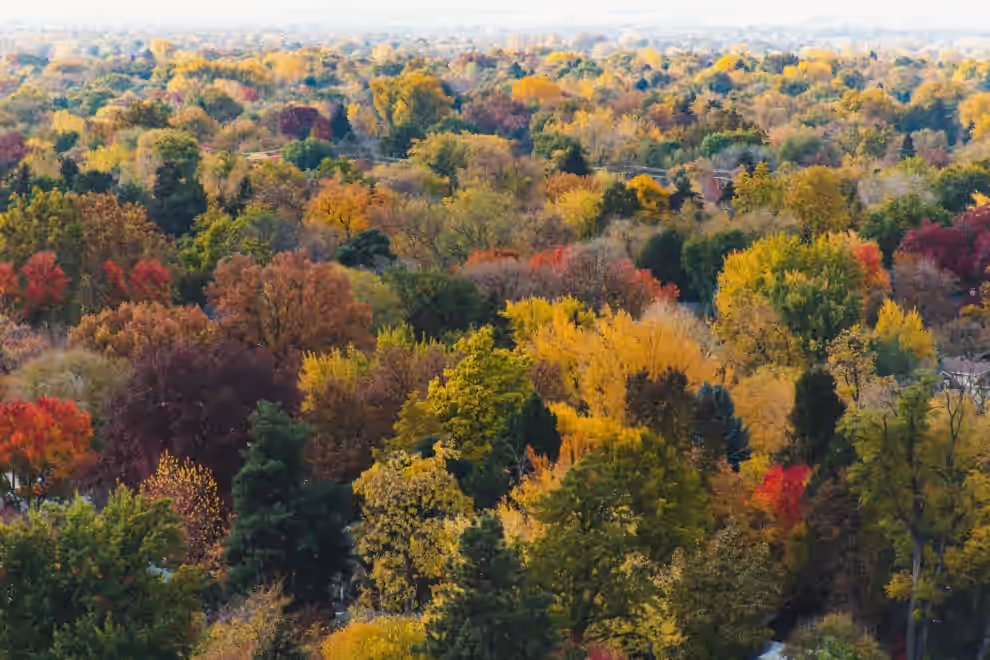 Deciduous trees in the Treasure Valley showing fall color before dormancy
