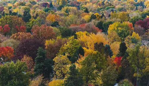 Aerial view of fall foliage across a hillside