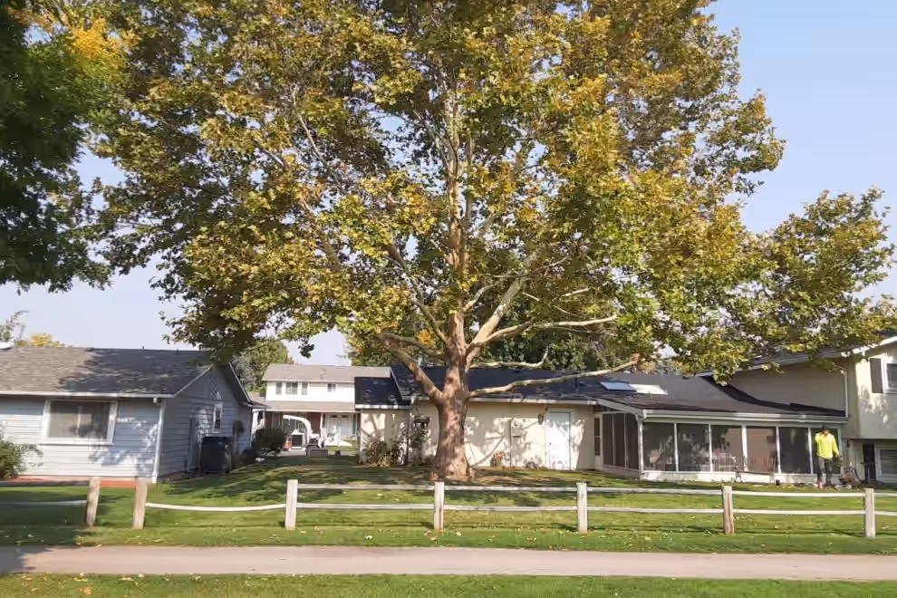 Arborist performing proper pruning cuts on a mature tree