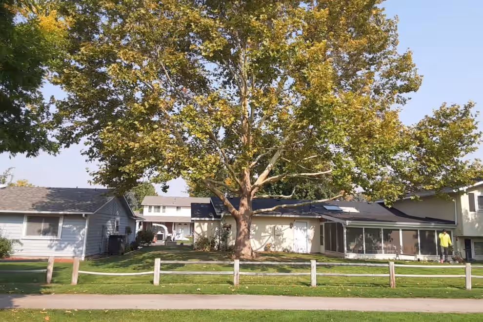 Arborist performing proper pruning cuts on a mature tree