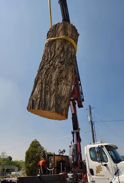 Timmy's Tree Service crew performing a large tree removal
