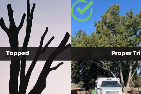 Comparison of a topped tree versus a properly pruned tree