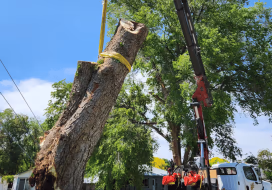 Arborist inspecting a tree