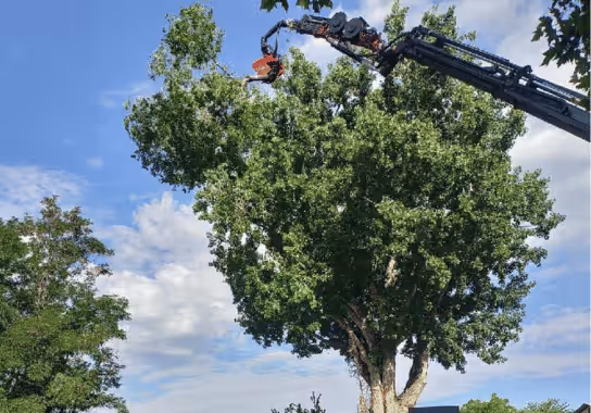 Stump grinding service