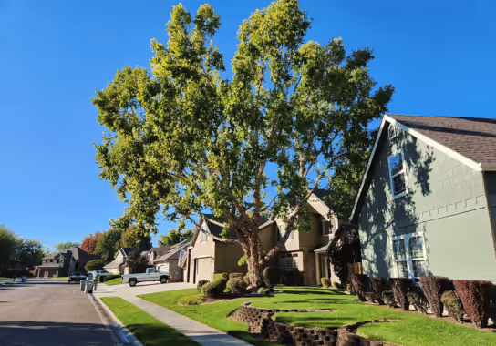 Arborist trimming a tree
